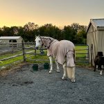 Horse with cover