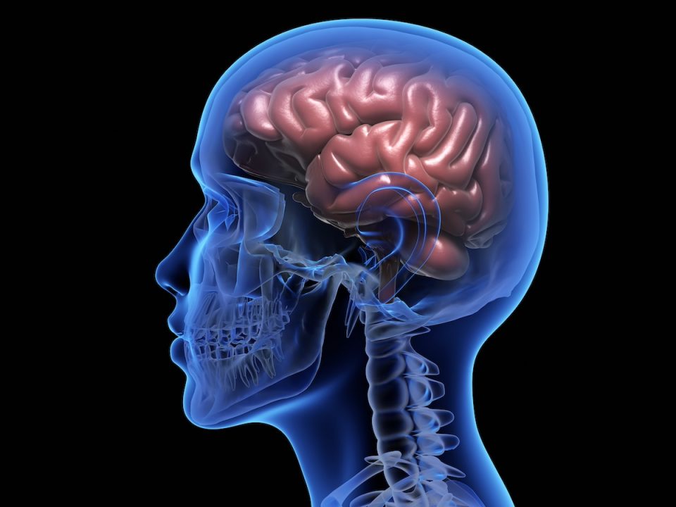 3-D rendering of a human brain